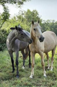 Pouliche palomino type ibérique 
