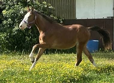 Hengst franse rijpony pfs te koop 2023 donker bruin / bai