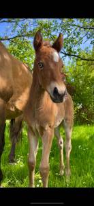 Pouliche qh