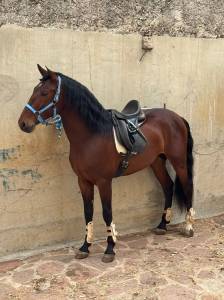 Caballo iniciado en doma