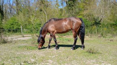 ✨ à vendre magnifique ponette de famille ✨