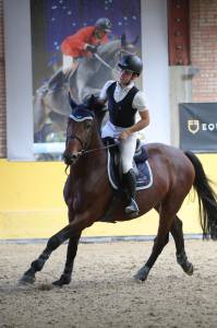 Stallone 5 anni ottima genealogia