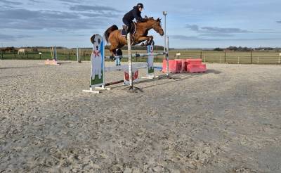 Poney hongre de 7ans - parfait pour jeune enfant 