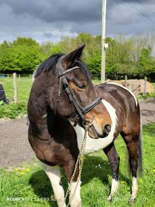 Ponette a vendre