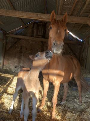 Foal mâle 