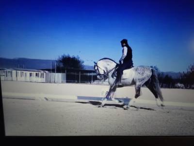 Pure race espagnole 10 ans entier polyvent