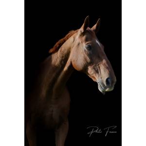 Photo faune - photographe animalier dans le lot 