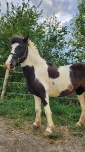 Ponette