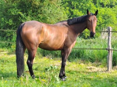 Cheval cso / vente