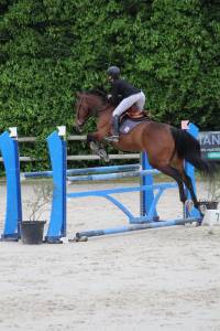 Cheval cso / vente