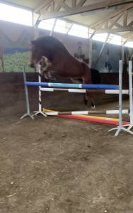 Jolie jument onc croisée quater horse 5 ans