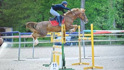 Poney de gp as