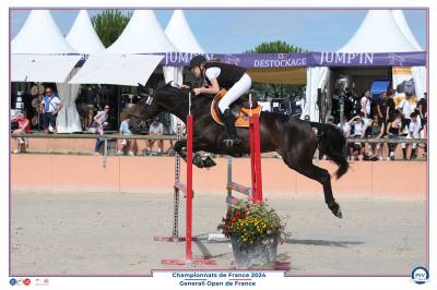 Jument selle français 9 ans par kannan