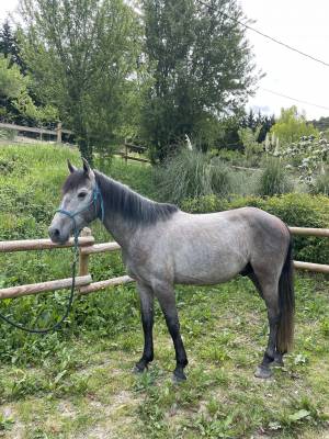 Hongre espagnol (onc), 3 ans, polyvalent