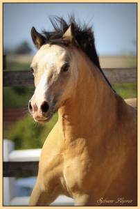 Ponette welsh