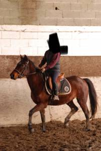 Jolie trotteuse polyvalente à vendre