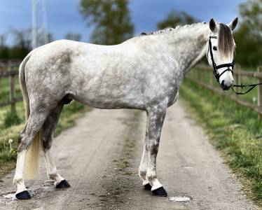 Superbe hongre 