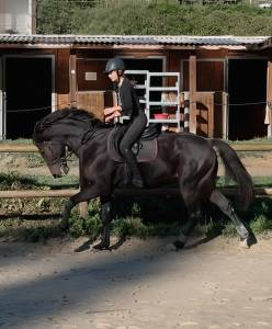 à vendre , cheval 