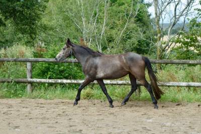 Ponette cso