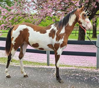 Pouliche paint horse