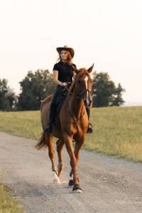 Cheval selle français  (hongre)