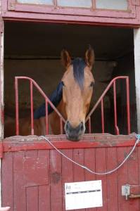 Jim - bau cheval
