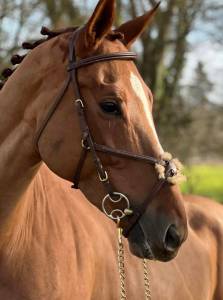 Kibou de jb potentiel 145