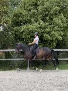 Hongre dressage 