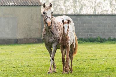 Poulain appaloosa