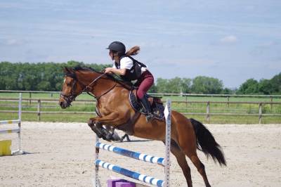 Poney d à confier