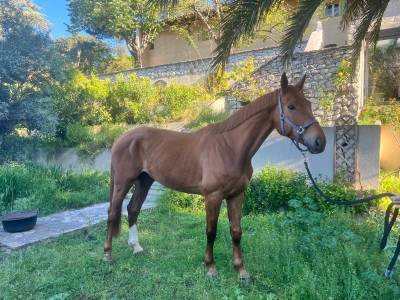 A vendre imagine du lou