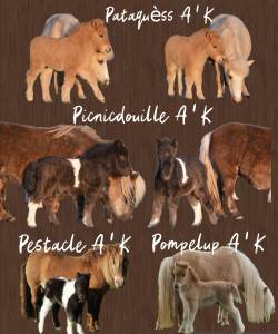 Plusieurs poulains poney mini shetland