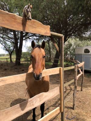 Cheval quarter horse