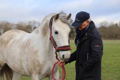 Dona, jument de loisirs, lusitanienne, 12 ans