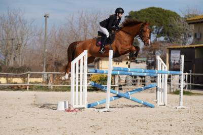 Veganum bator - caballo en venta