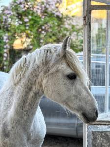 Ponette c