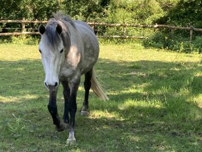 Ponette pfs