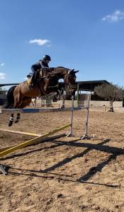 Yegua de salto kwpn