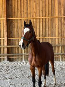 Hongre, 3 ans, cso