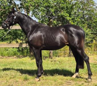 Magnifique poney hongre noir 4 ans