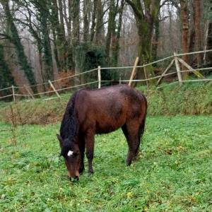 Poney oc 1m28