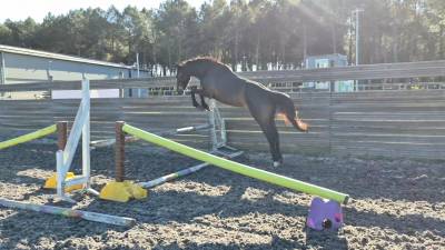 Poulain/ cheval selle français 3 ans 