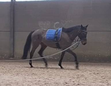 Cheval de 8 ans a vendre 