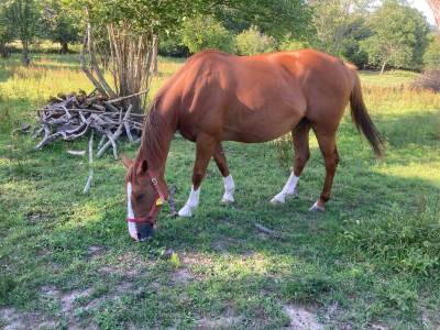 Pension chevaux repos/retraite/ poulinière 