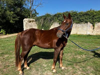 A vendre katanga du petit fe