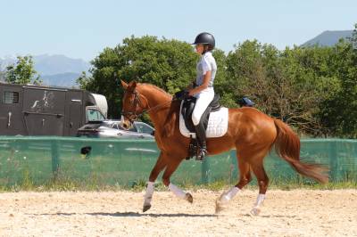 Chic poney francais de selle - 9 ans - dressage