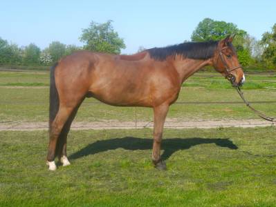 Gelding selle français for sale 2019 bay