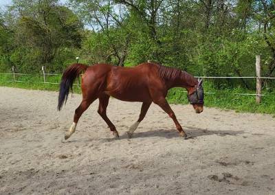 Cheval de dressage 