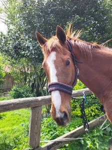 Cheval de dressage 