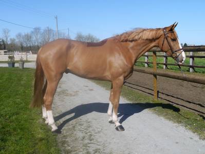 Castrone sbs cavallo da sport belgio in vendita 2021 sauro ,  george z